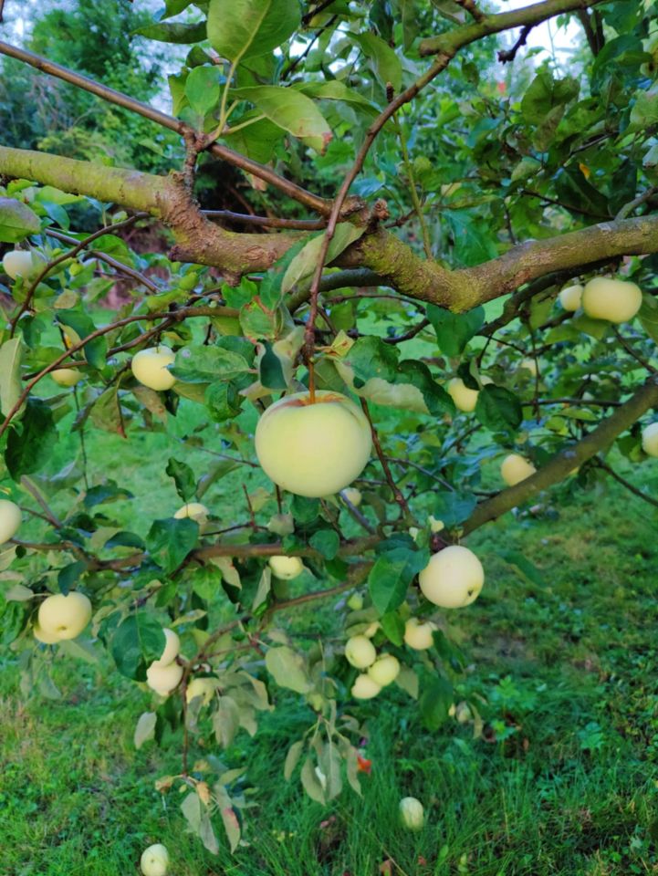 Działka budowlana Miękinia, ul. Lipowa. Zdjęcie 7