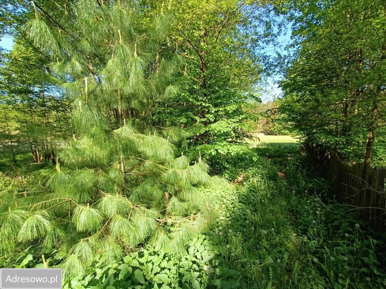 Działka Stara Wieś. Zdjęcie 7