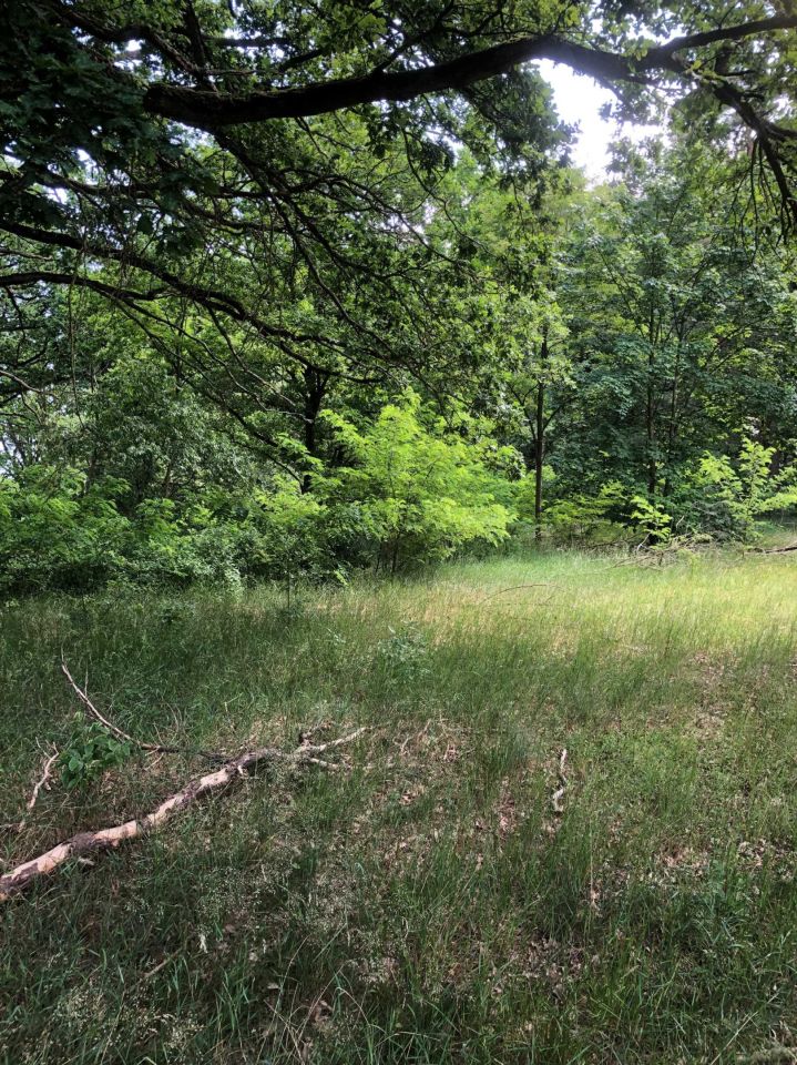 Działka rolno-budowlana Brzózki. Zdjęcie 5