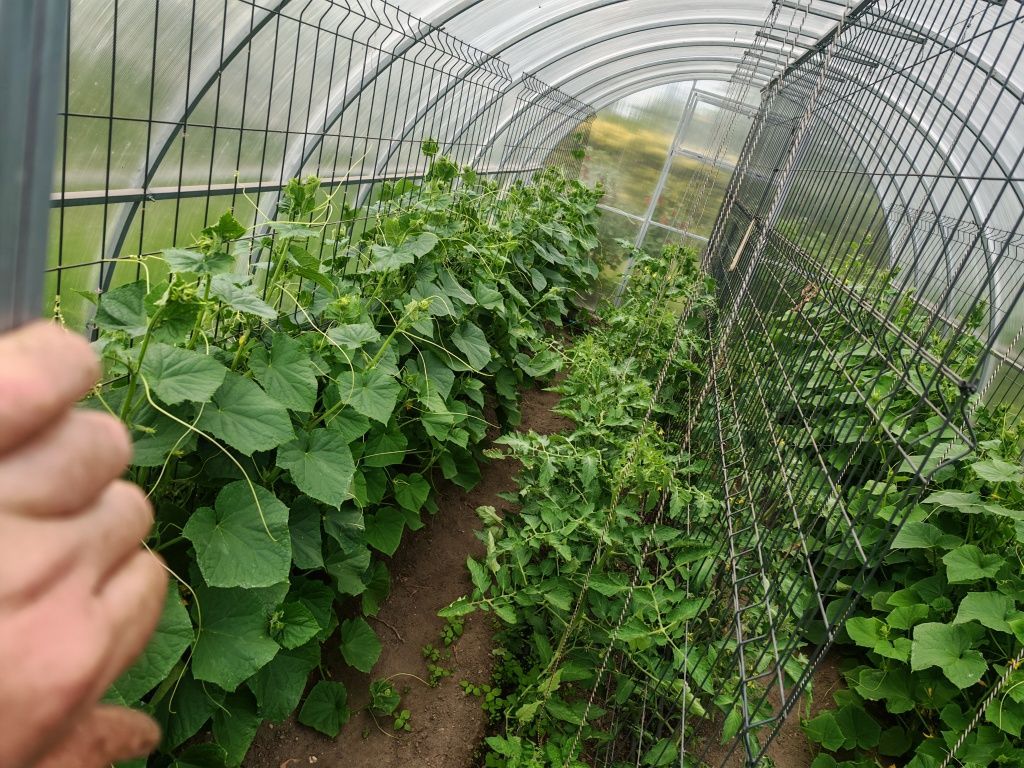 Działka rod Krapkowice. Zdjęcie 8