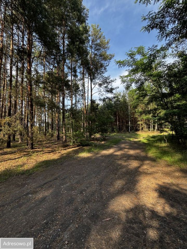 Działka leśna Leśniów Wielki. Zdjęcie 4