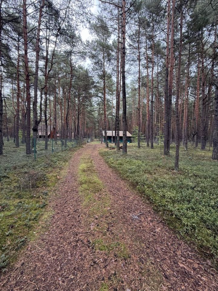 Działka leśna Przybynów. Zdjęcie 3