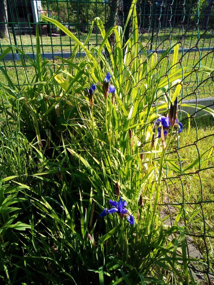 Działka rod Poręba, ul. Modrzewiowa. Zdjęcie 4