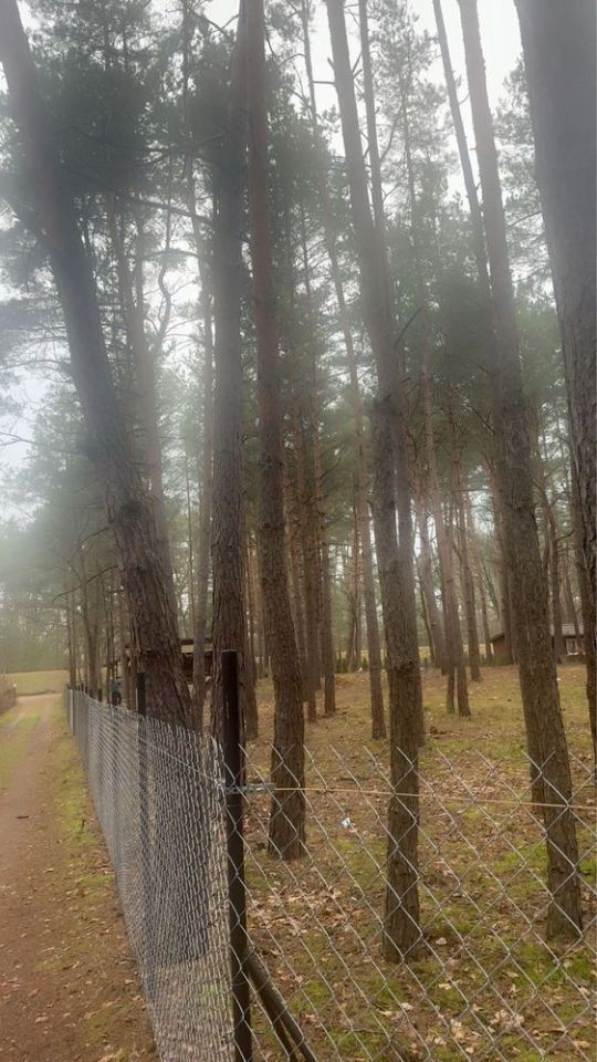 Działka leśna Poddębie, ul. Wesoła. Zdjęcie 7