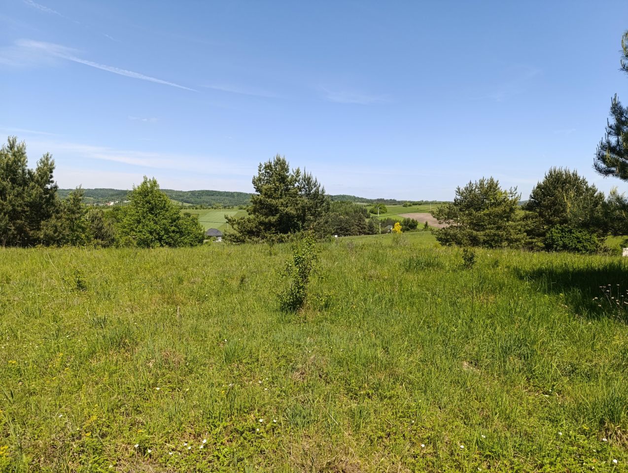 Działka budowlana Ryczówek Pod Lasem, ul. Krzewowa. Zdjęcie 4