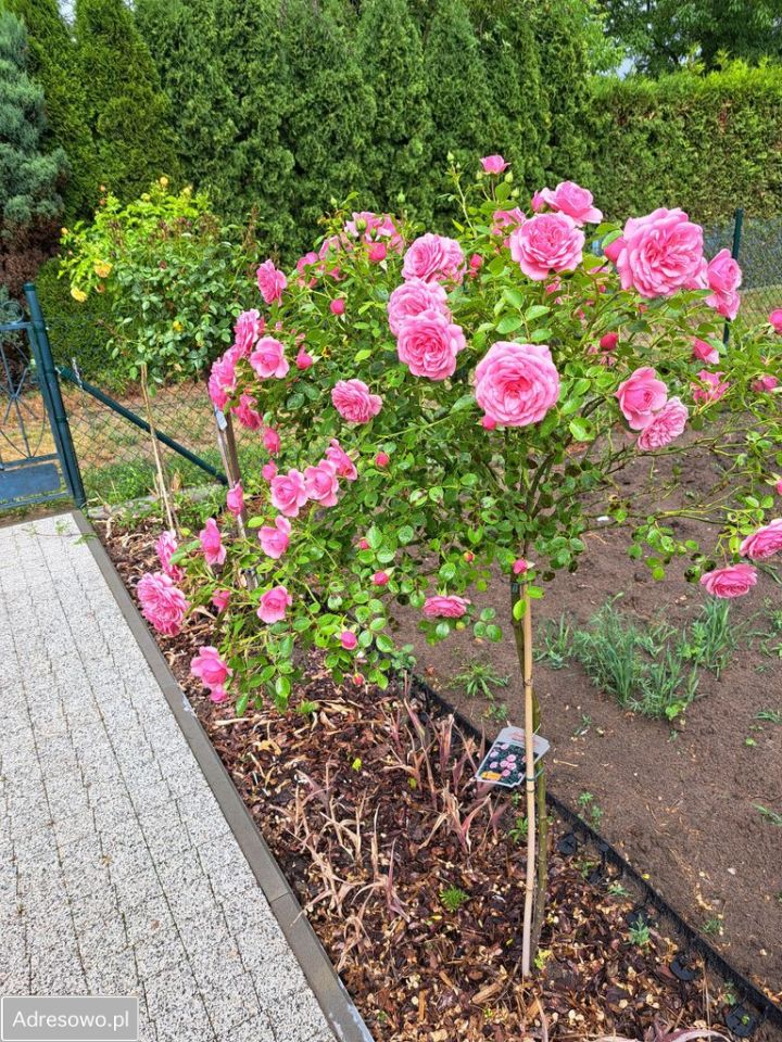 Działka rod Poznań Ławica, ul. Bukowska. Zdjęcie 7