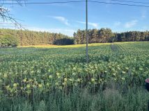 Działka budowlana Dąbrówka Nowa. Zdjęcie 2