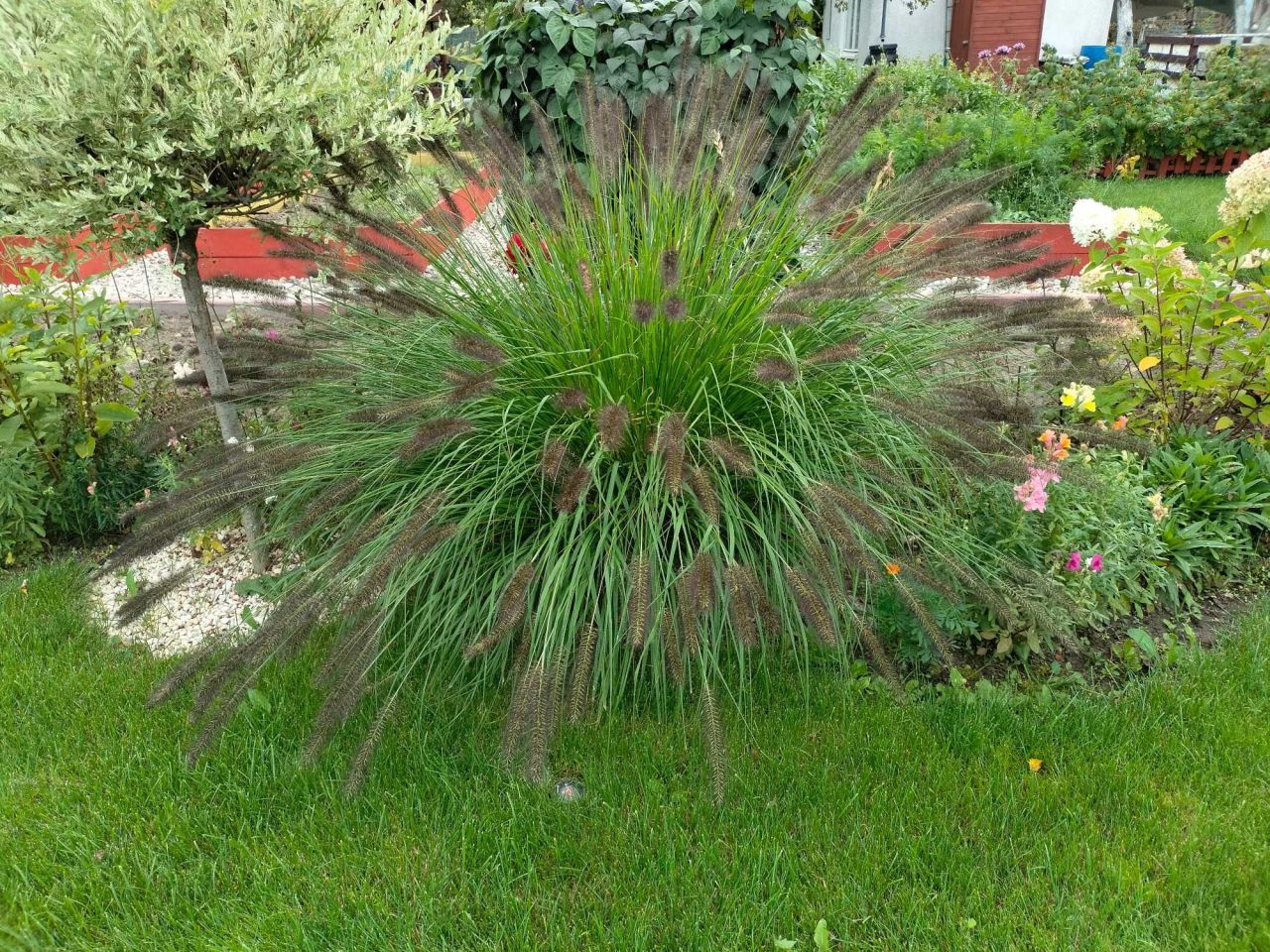 Działka rod Pruszcz Gdański, ul. Przemysłowa. Zdjęcie 8