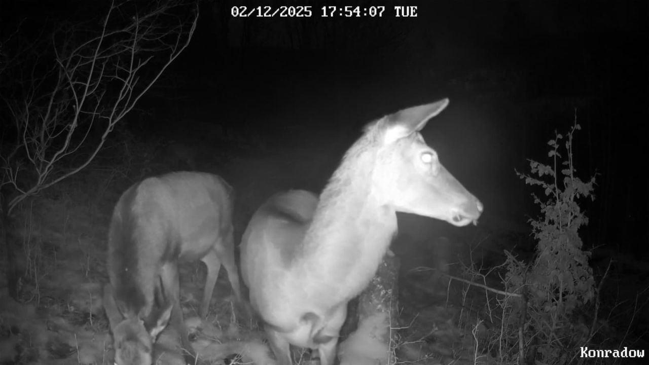 Działka budowlana Konradów. Zdjęcie 14