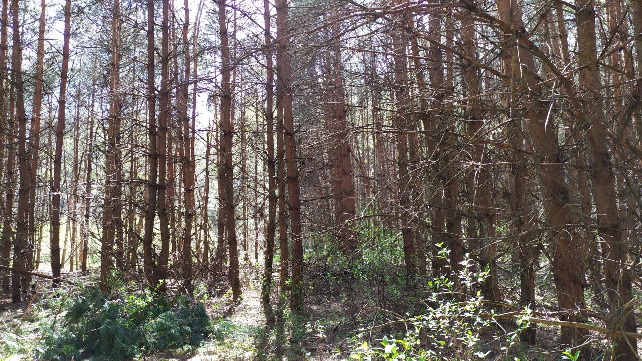 Działka leśna Bocheniec. Zdjęcie 8