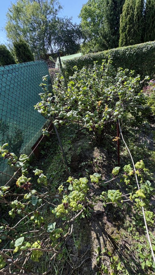 Działka rod Piotrków Trybunalski, ul. Graniczna. Zdjęcie 13