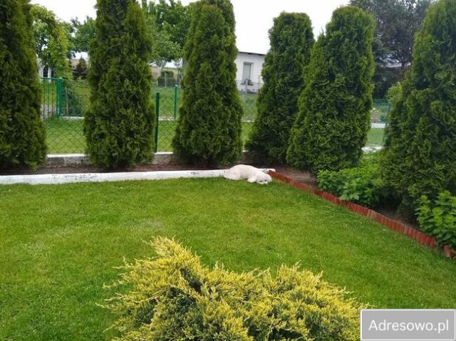 Działka rekreacyjna Pleszew. Zdjęcie 1