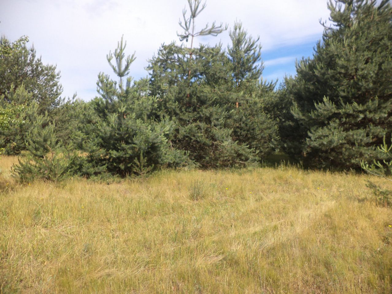 Działka siedliskowa Rędziny. Zdjęcie 11