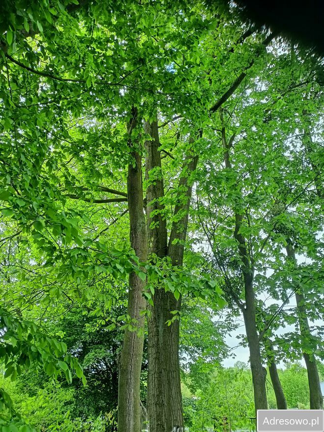 Działka budowlana Łambinowice