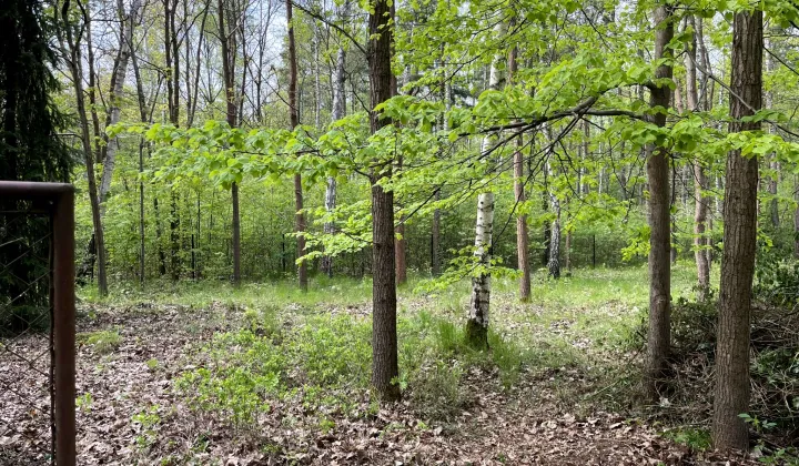 Działka budowlana Podkowa Leśna, ul. Wiewiórek