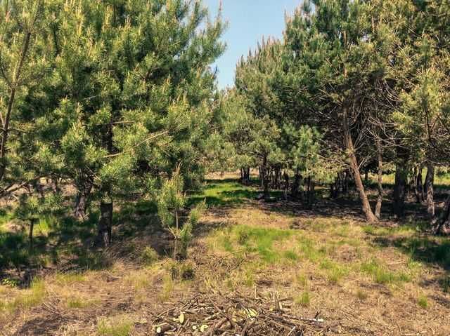 Działka budowlana Kaszowo. Zdjęcie 5