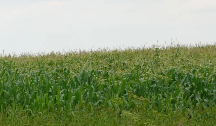 Działka inwestycyjna Krapkowice, ul. Opolska