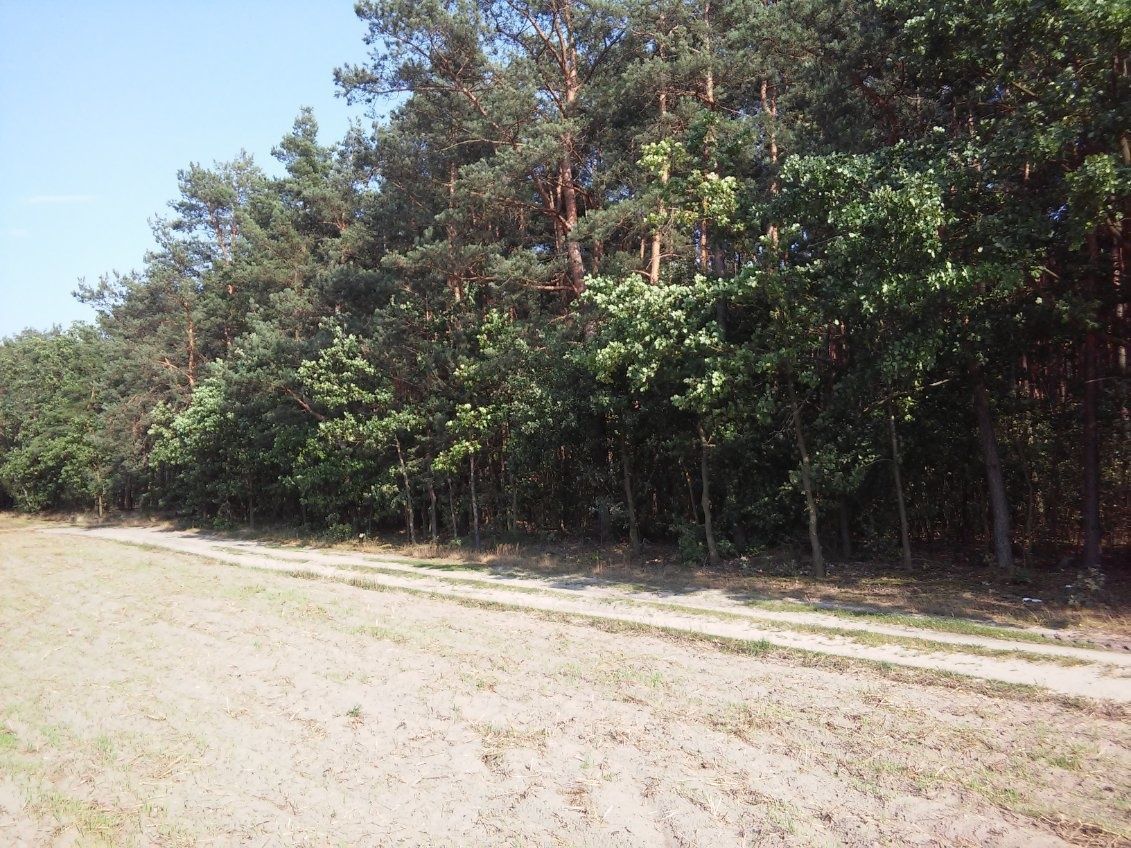 Działka leśna Huta Bardzyńska. Zdjęcie 3