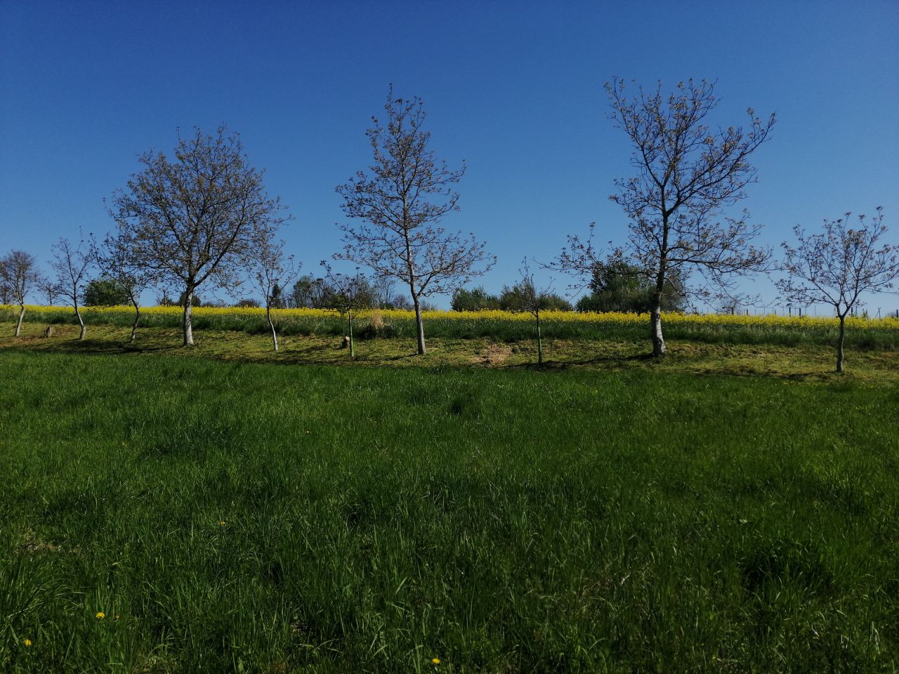 Działka budowlana Mogielnica Środek. Zdjęcie 4