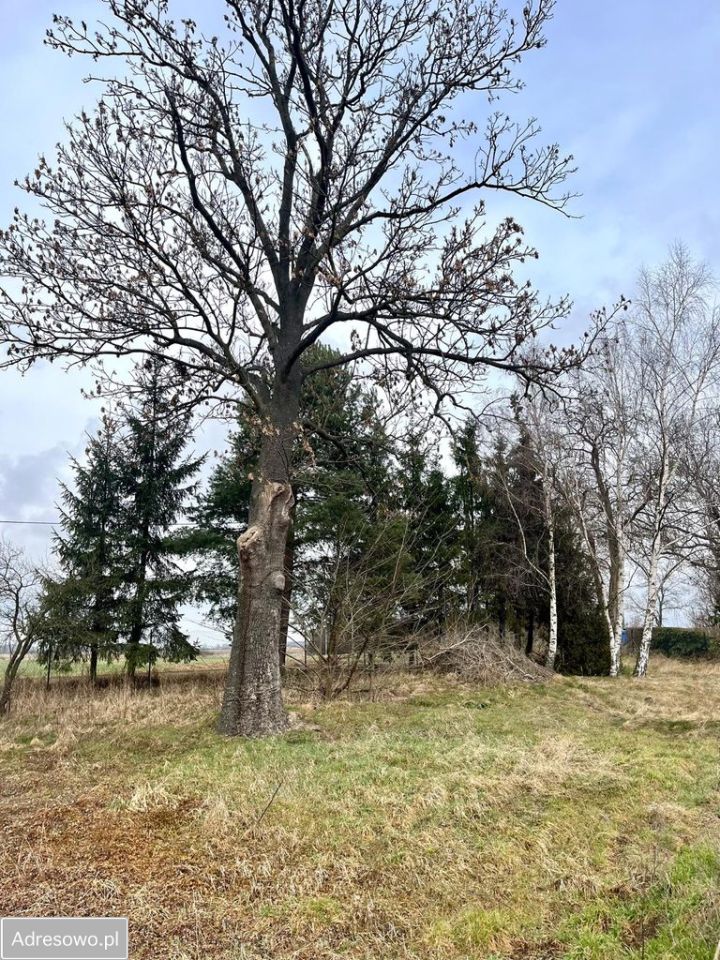 Działka siedliskowa Wilków Średzki Wnorów. Zdjęcie 7