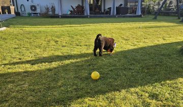 dom wolnostojący, 4 pokoje Łambinowice, ul. Wiśniowa