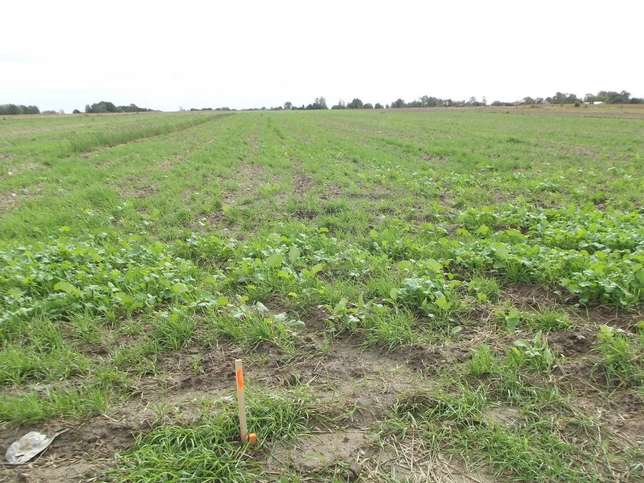 Działka rolna Ścieki. Zdjęcie 2