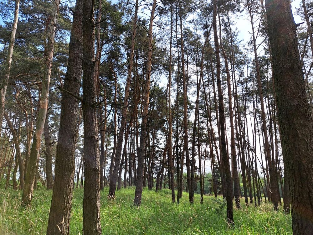 Działka leśna Laski. Zdjęcie 6