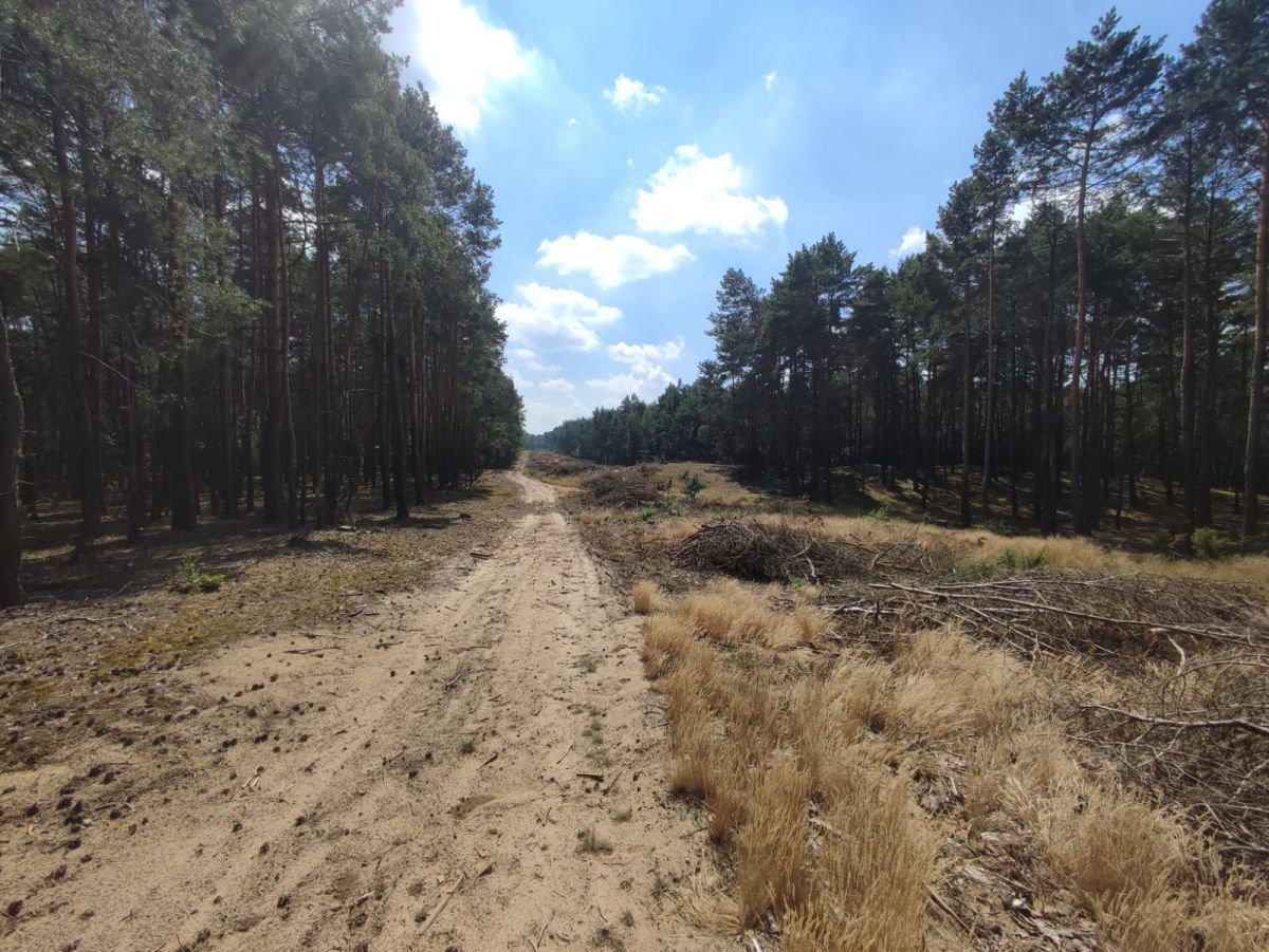 Działka leśna Słowik, ul. Brzozowa. Zdjęcie 2