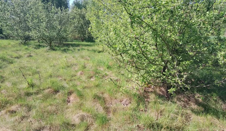 Działka budowlana Garbatka-Letnisko Podlas, ul. płk. Władysława Molendy "Graba"