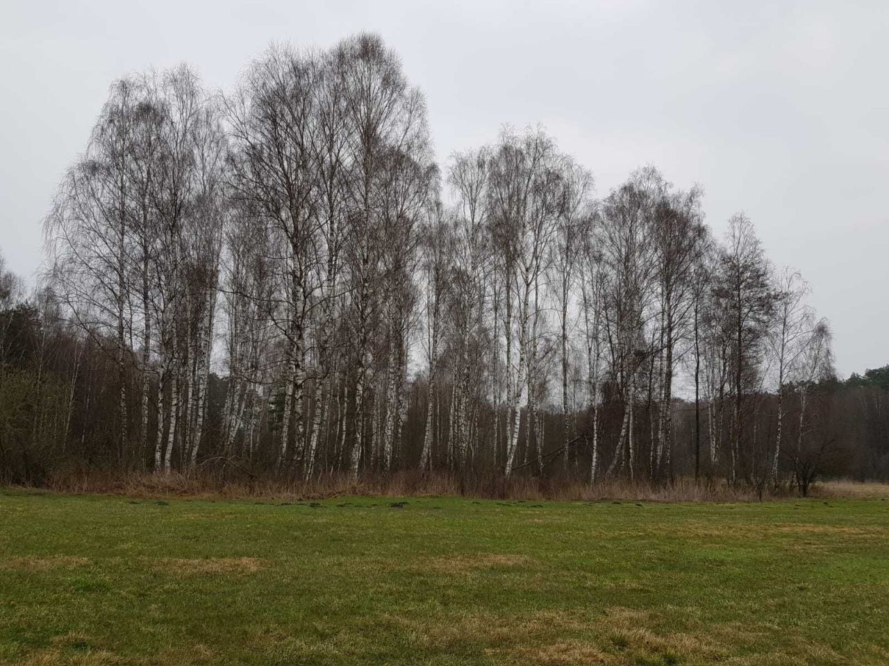 Działka rolna Sierosławek. Zdjęcie 2