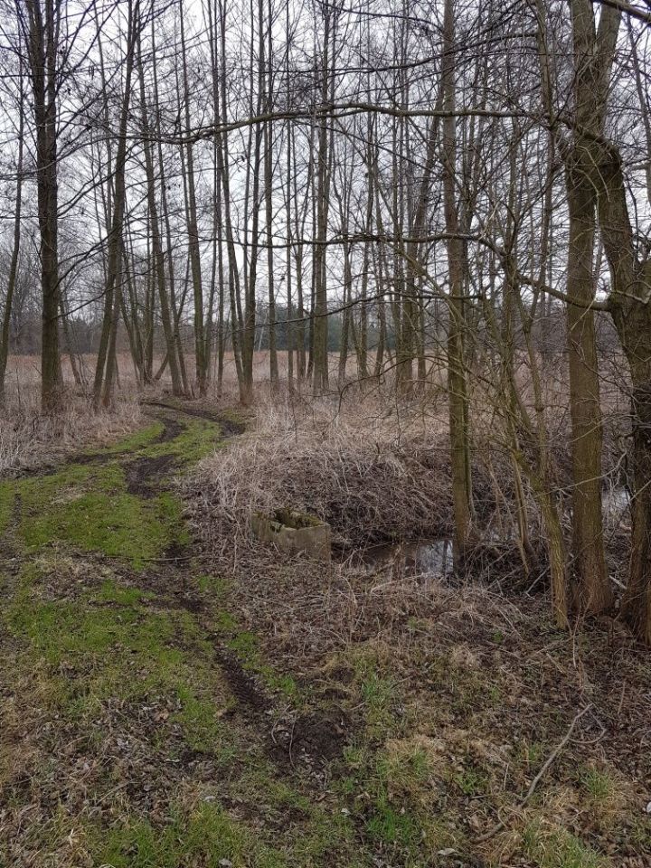 Działka rolna Jaźwiny. Zdjęcie 6