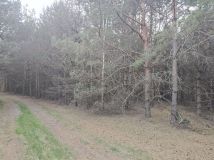 Działka leśna Dworszowice Kościelne Zimna Woda. Zdjęcie 2