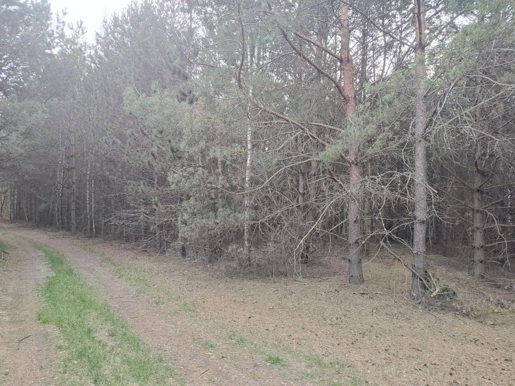 Działka leśna Dworszowice Kościelne Zimna Woda. Zdjęcie 3