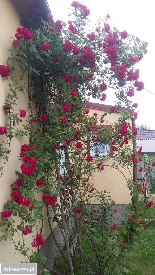 dom wolnostojący, 5 pokoi Dygowo, ul. Barcińska. Zdjęcie 1