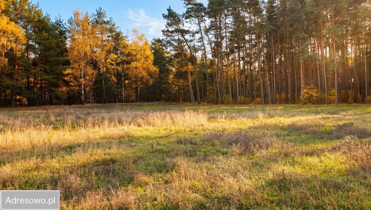Działka rolno-budowlana Murzynowo Leśne. Zdjęcie 1