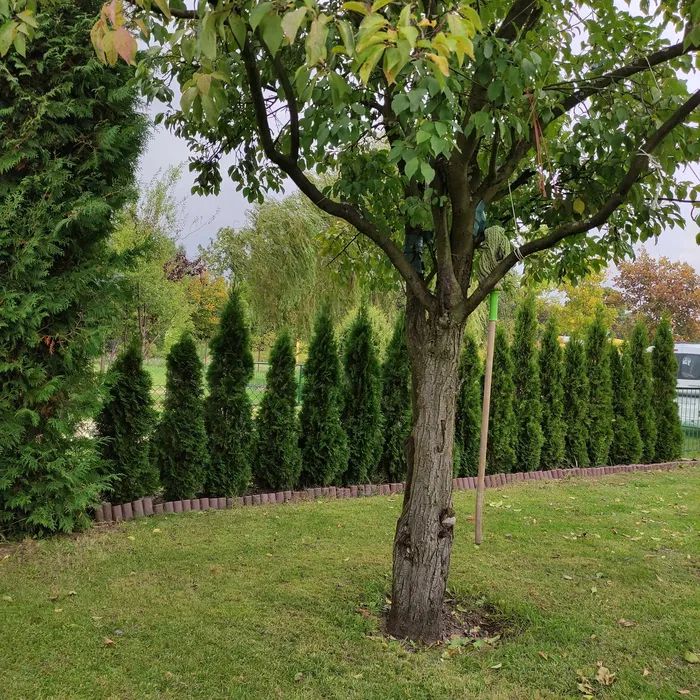 Działka rod Przyborowice Górne. Zdjęcie 4