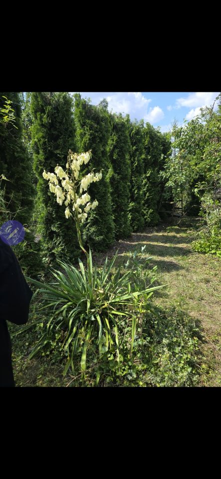 Działka rod Gorzów Wielkopolski Zamoście, ul. Śląska. Zdjęcie 9