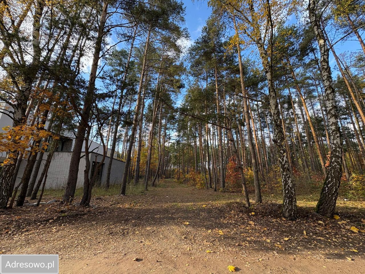 Działka leśna Marynin, ul. Gospodarcza. Zdjęcie 8