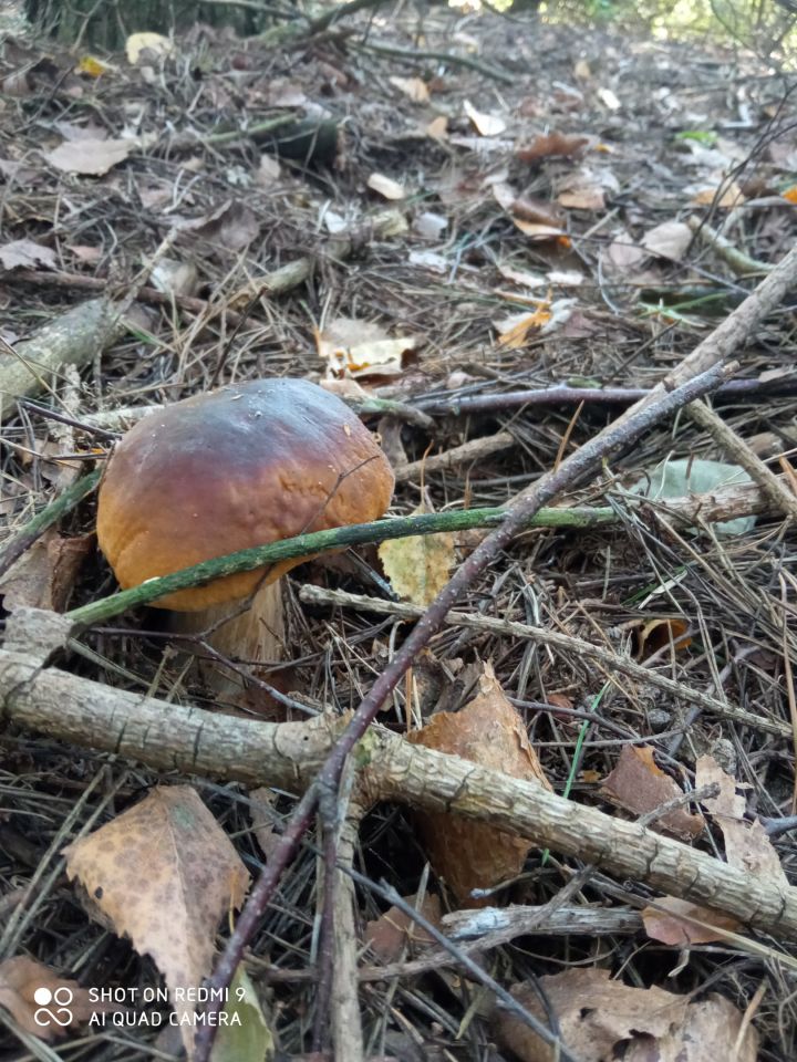siedlisko, 1 pokój Ławeczko Stare. Zdjęcie 13