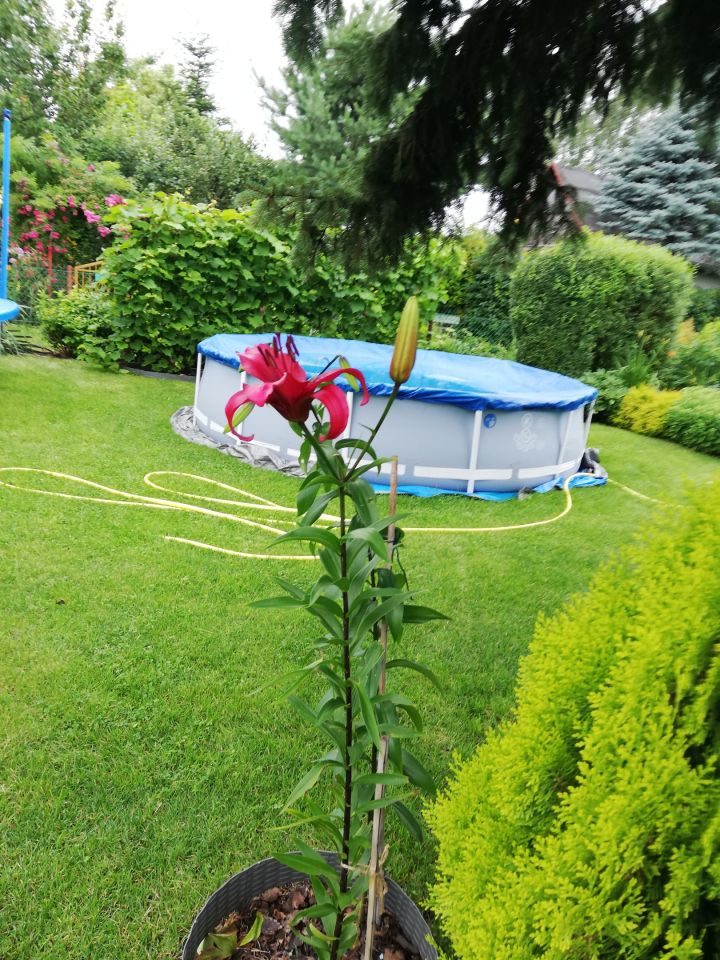 Działka rod Warszawa Bemowo, Dzialka ROD Bemowo II. Zdjęcie 9