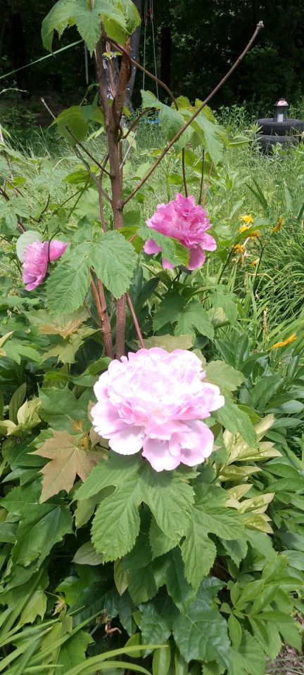 Działka rod Gliwice Zatorze, ul. Towarowa. Zdjęcie 7