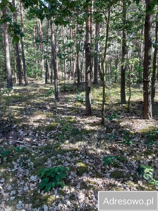 Działka leśna Korczyska. Zdjęcie 4