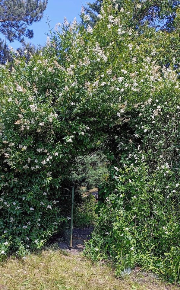 Działka rod Lubin, ul. Spacerowa. Zdjęcie 6