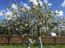 Działka rod Żukowo, ul. Polna. Zdjęcie 3