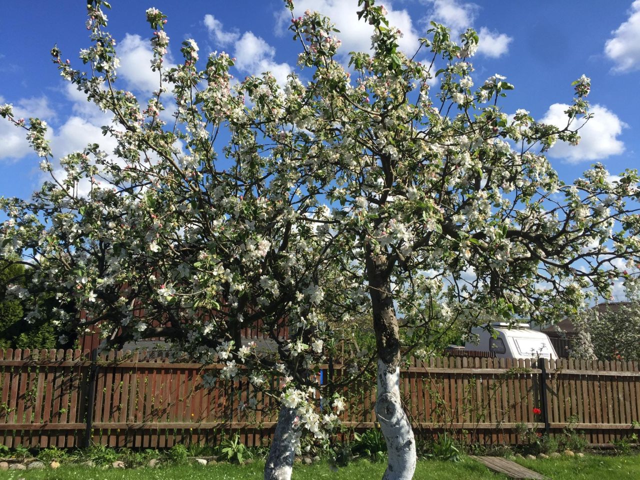 Działka rod Żukowo, ul. Polna. Zdjęcie 4