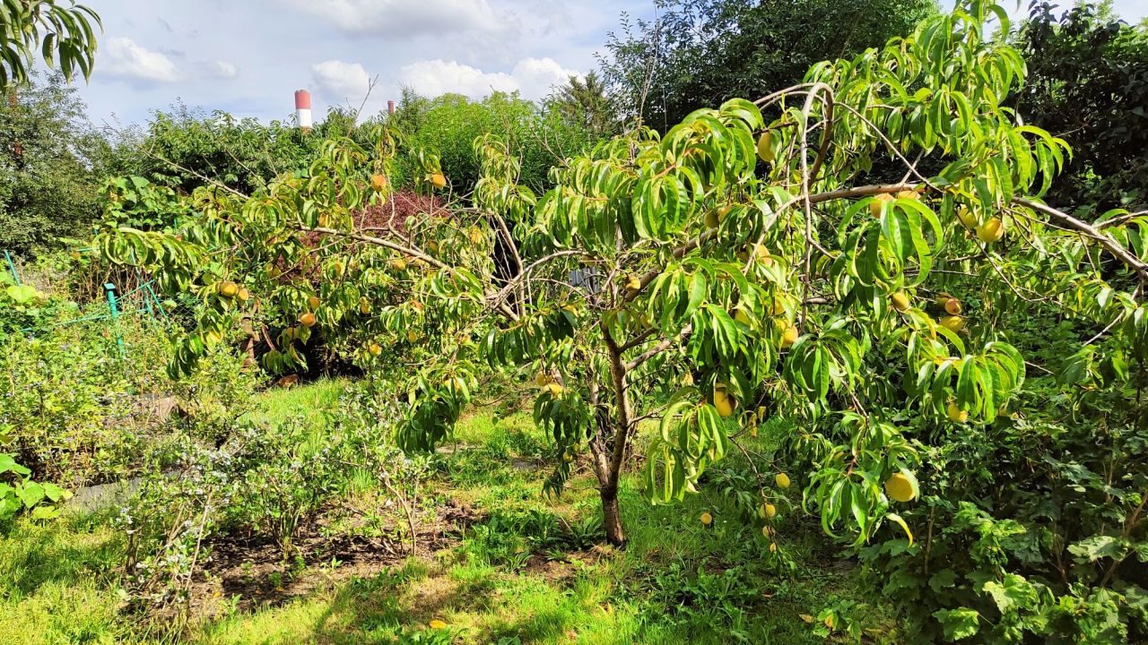 Działka rod Warszawa Siekierki, ul. Santocka. Zdjęcie 7
