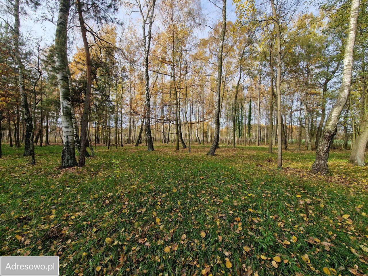 Działka budowlana Cholewy. Zdjęcie 8