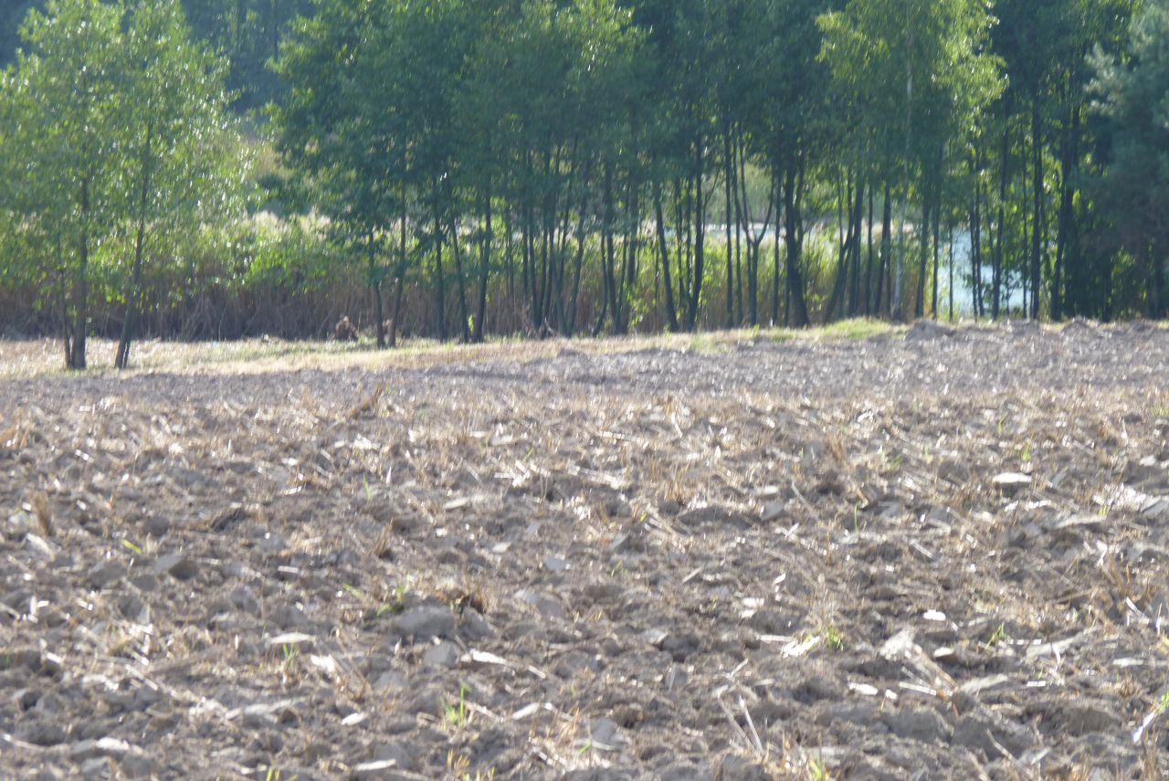 Działka rolna Zieleniewo. Zdjęcie 16