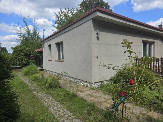 bliźniak Brzóza Królewska. Zdjęcie 1