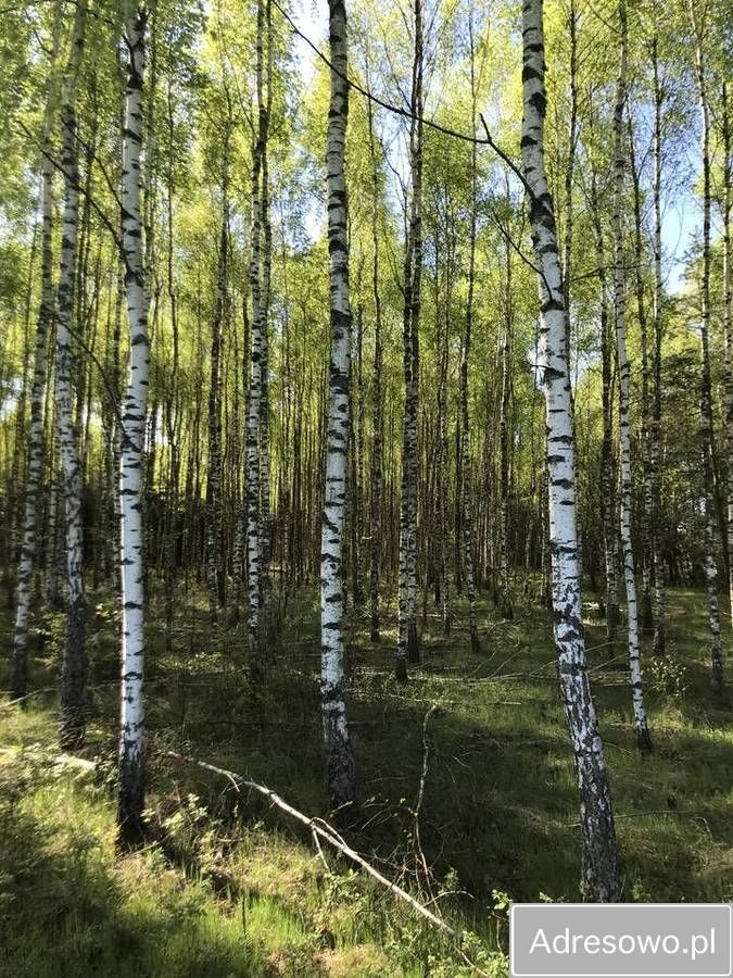Działka leśna Werpol. Zdjęcie 6